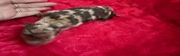 Miniature Dachshund dogs for sale: Miniature Dachshund 1 - Ad 4