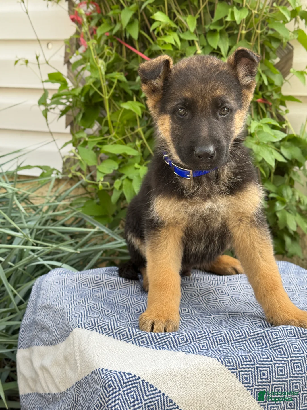 German Shepherd dogs for sale: Gibbs - Ad 1