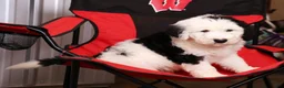 Sheepadoodle dogs for sale: Henry - Ad 7