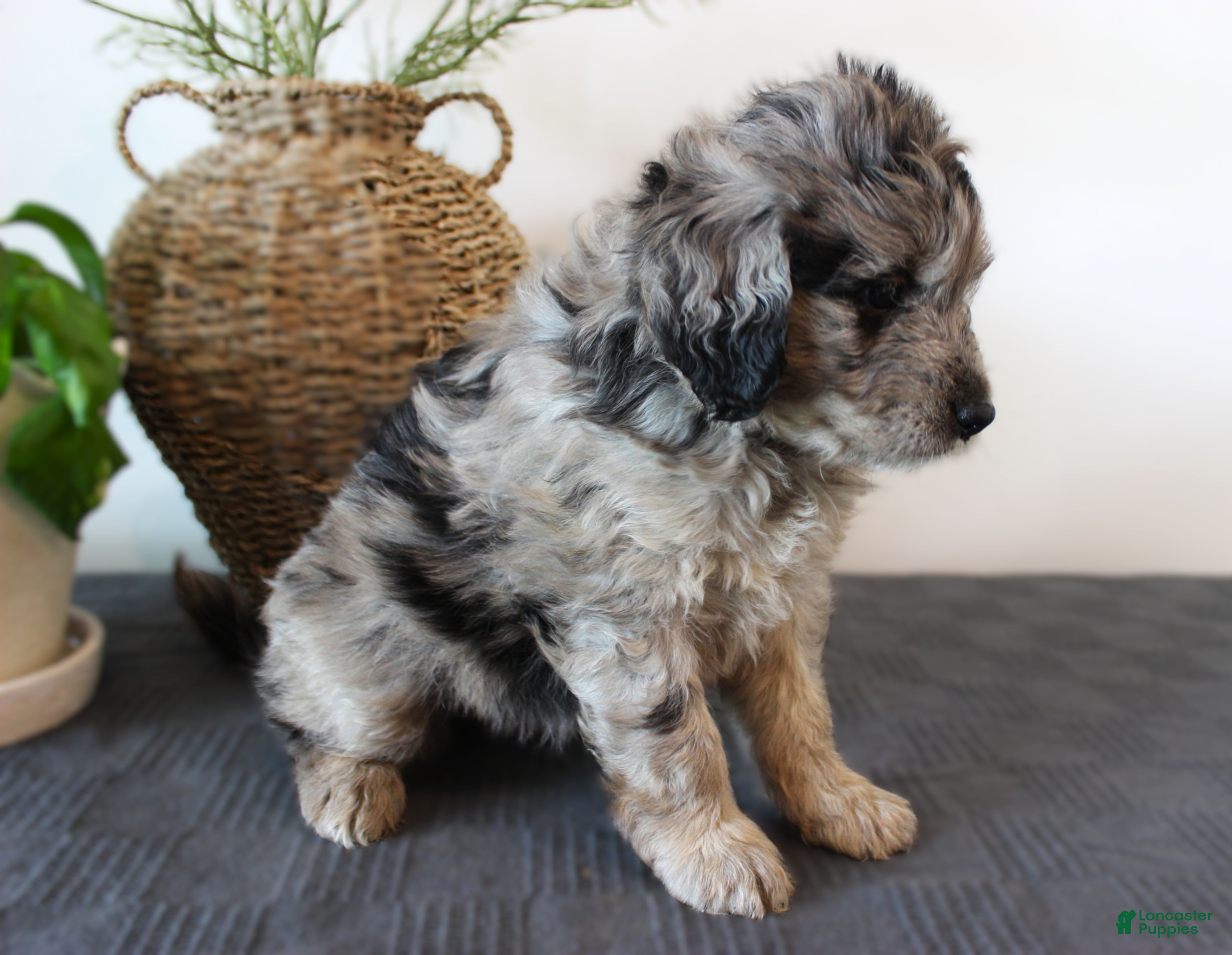 Mini Goldendoodle dogs Graham - Ad 2