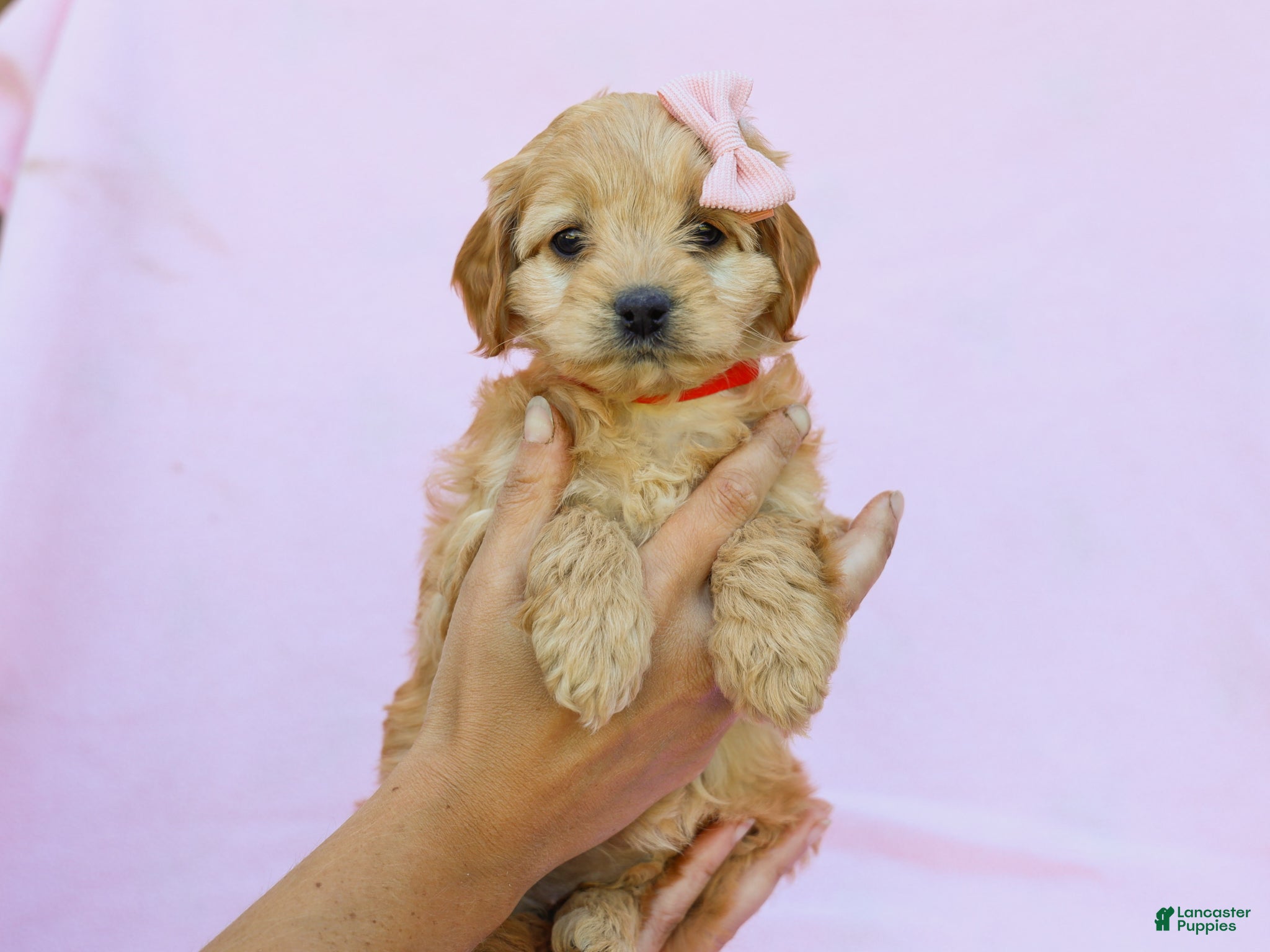 Cavapoo dogs Ivy F1B Cavapoo Pup - Ad 1