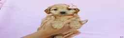 Cavapoo dogs for sale: Ivy F1B Cavapoo Pup - Ad 4