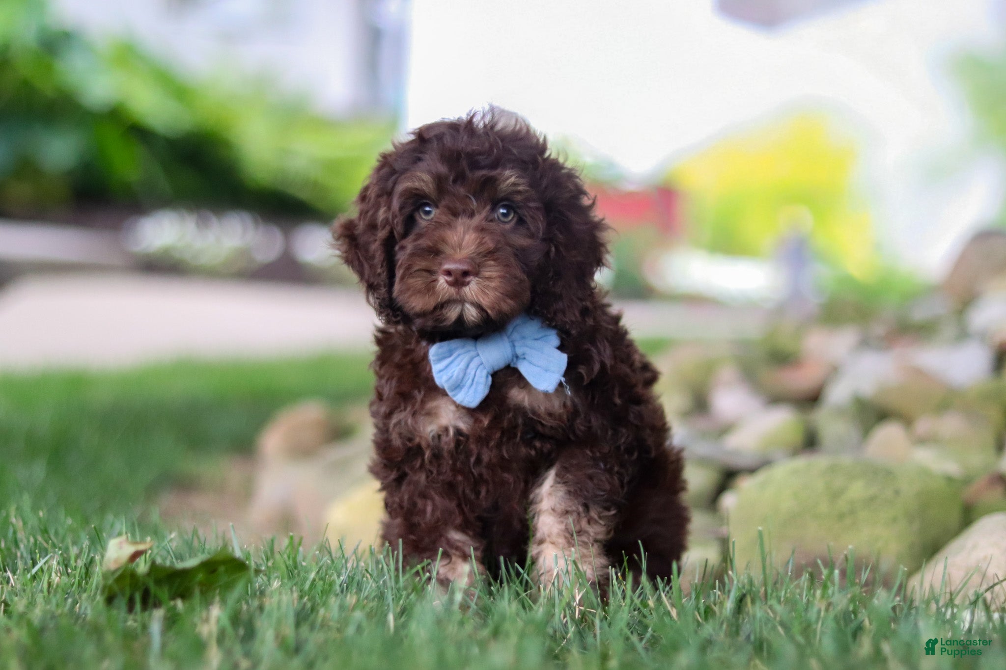 Cockapoo dogs for sale: Trevor - Ad 2