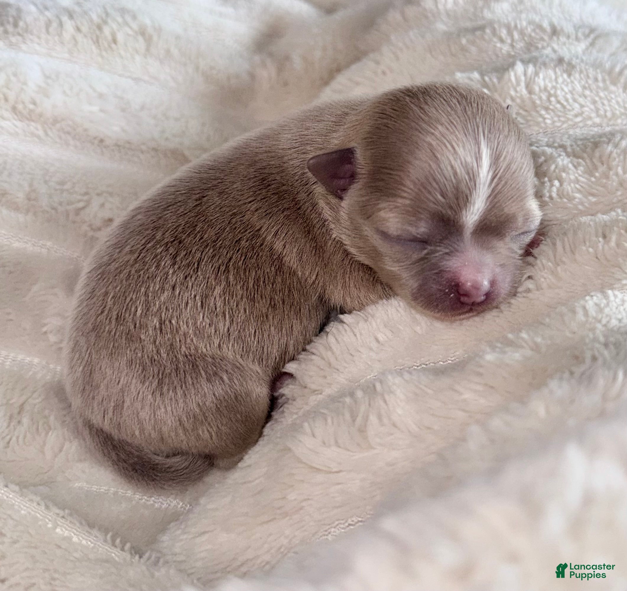 Chihuahua dogs Chihuahua Puppy 1 - Ad 2