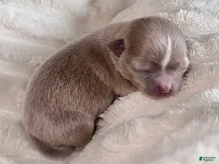 Chihuahua dogs for sale: Chihuahua Puppy 1 - Ad 1