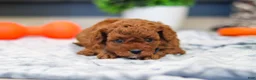 Cavapoo dogs for sale: Anson - Ad 12