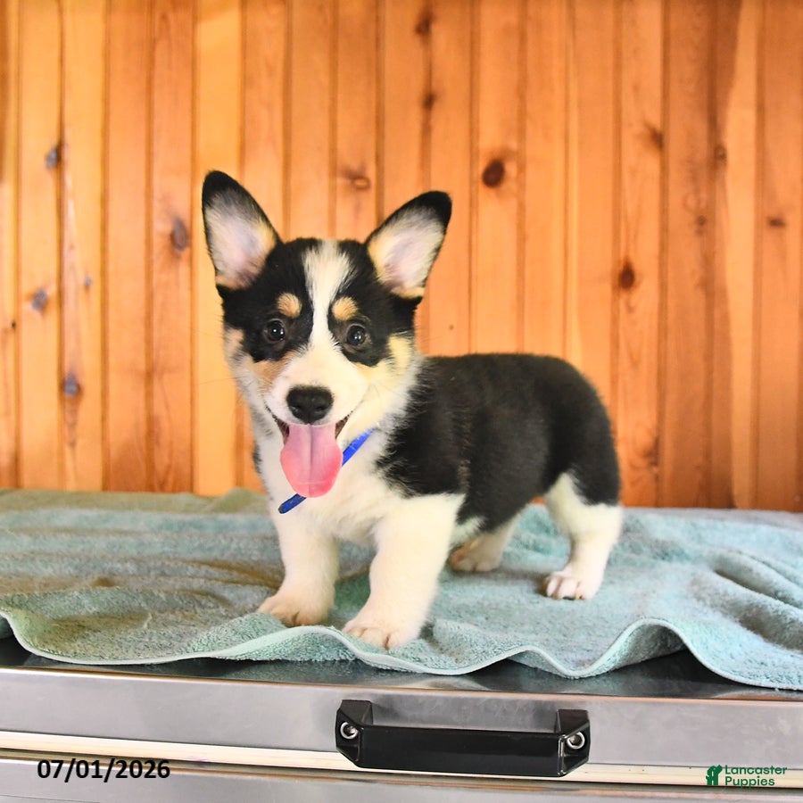 Welsh Corgi Pembroke dogs Jasper - Ad 2