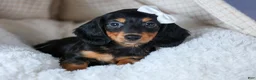 Miniature Dachshund dogs for sale: 🐾 MEET VIKING 🐶❤️ - Ad 18