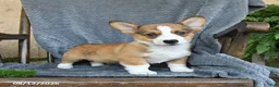 Welsh Corgi Pembroke dogs for sale: Flash - Ad 3