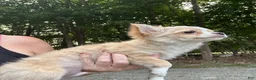 Chihuahua dogs for sale: Sven - Ad 3