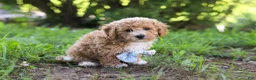Bichpoo dogs for sale: Rusty - Ad 5