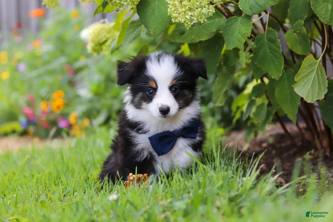 Toy Australian Shepherd dogs for sale: Dylan - Ad 1