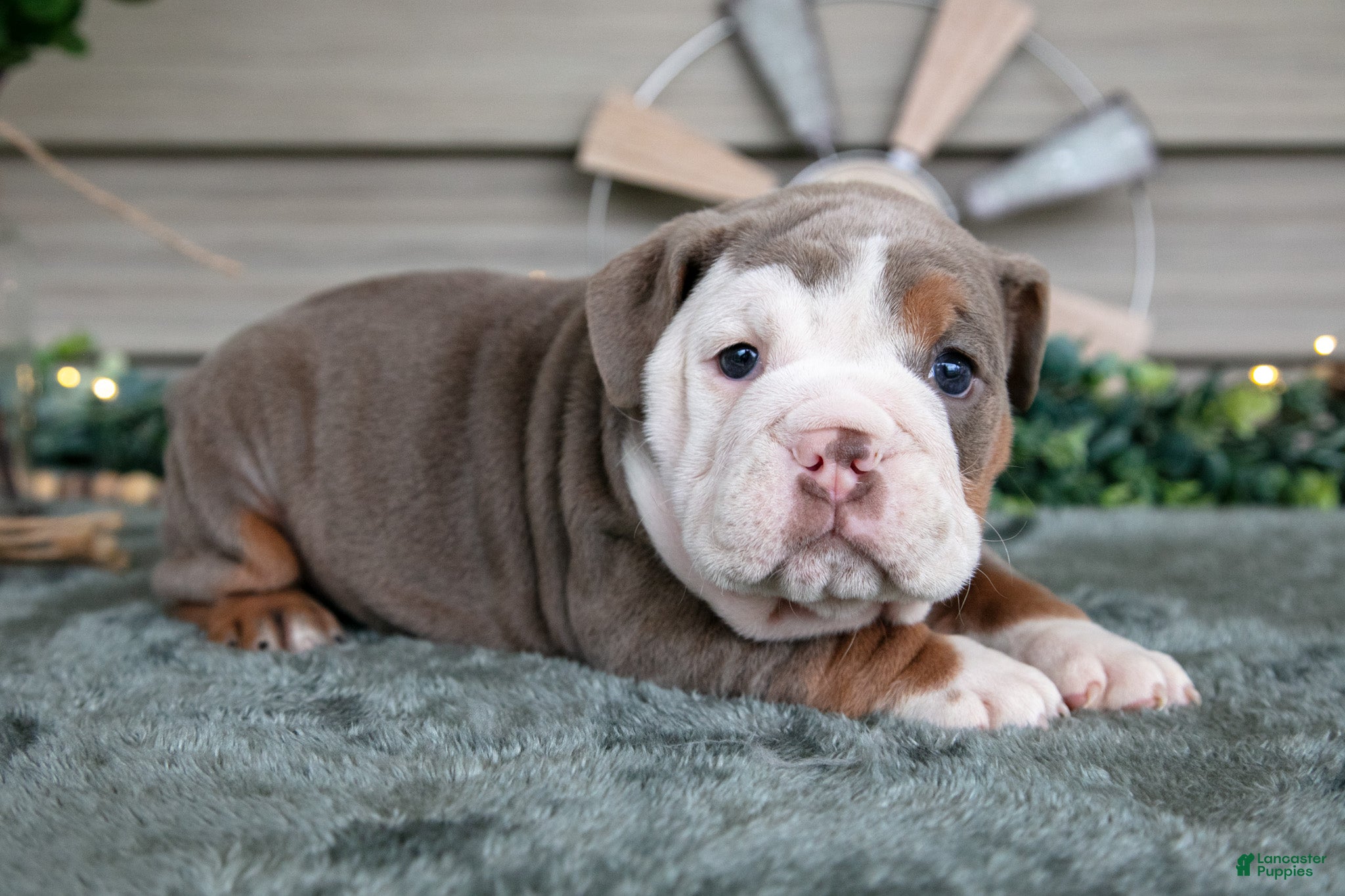 Beabull dogs Sugar - Ad 11