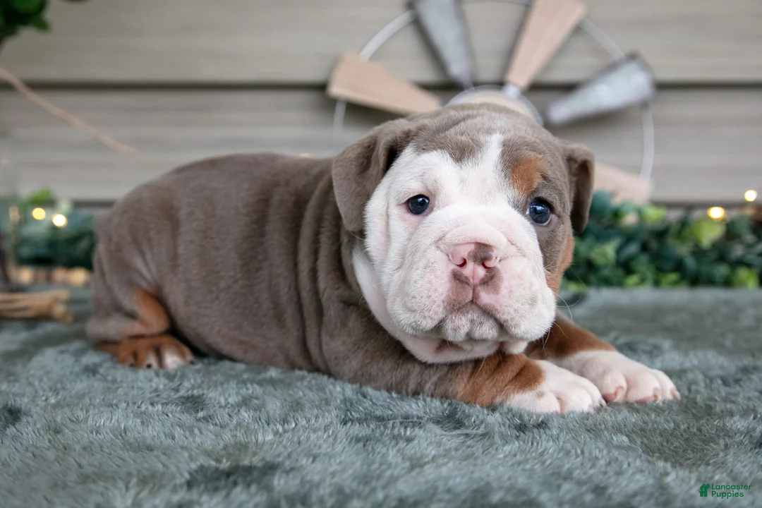 Beabull dogs for sale: Sugar - Ad 1