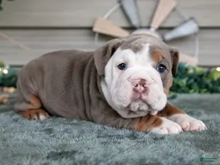 Beabull dogs Sugar - Ad 11