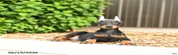 Doberman Pinscher dogs for sale: Diesel - Ad 4