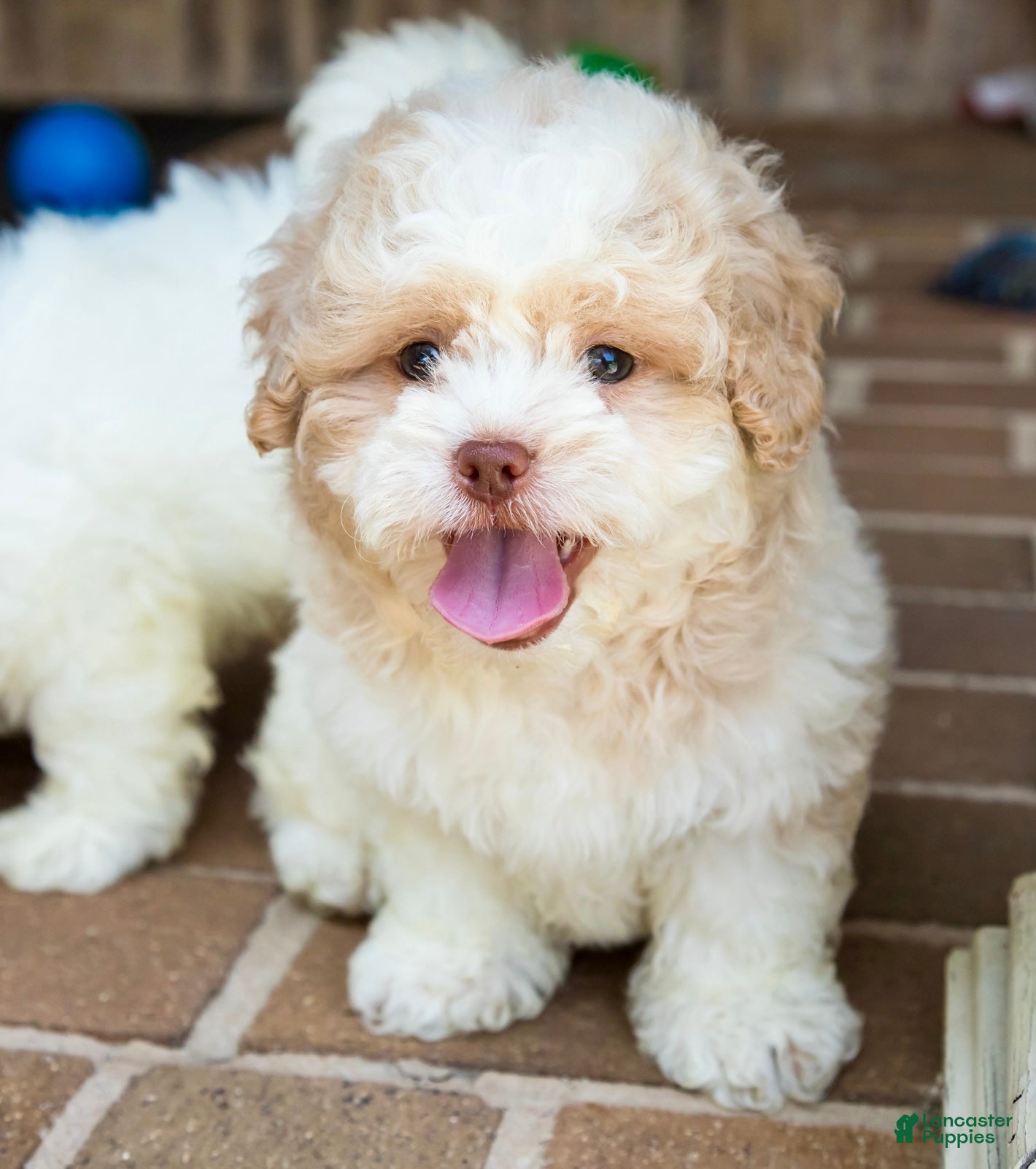 Shihpoo dogs Sullivan - Ad 2