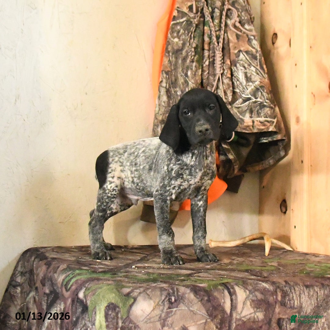 German Shorthaired Pointer dogs for sale: Hershey - Ad 5