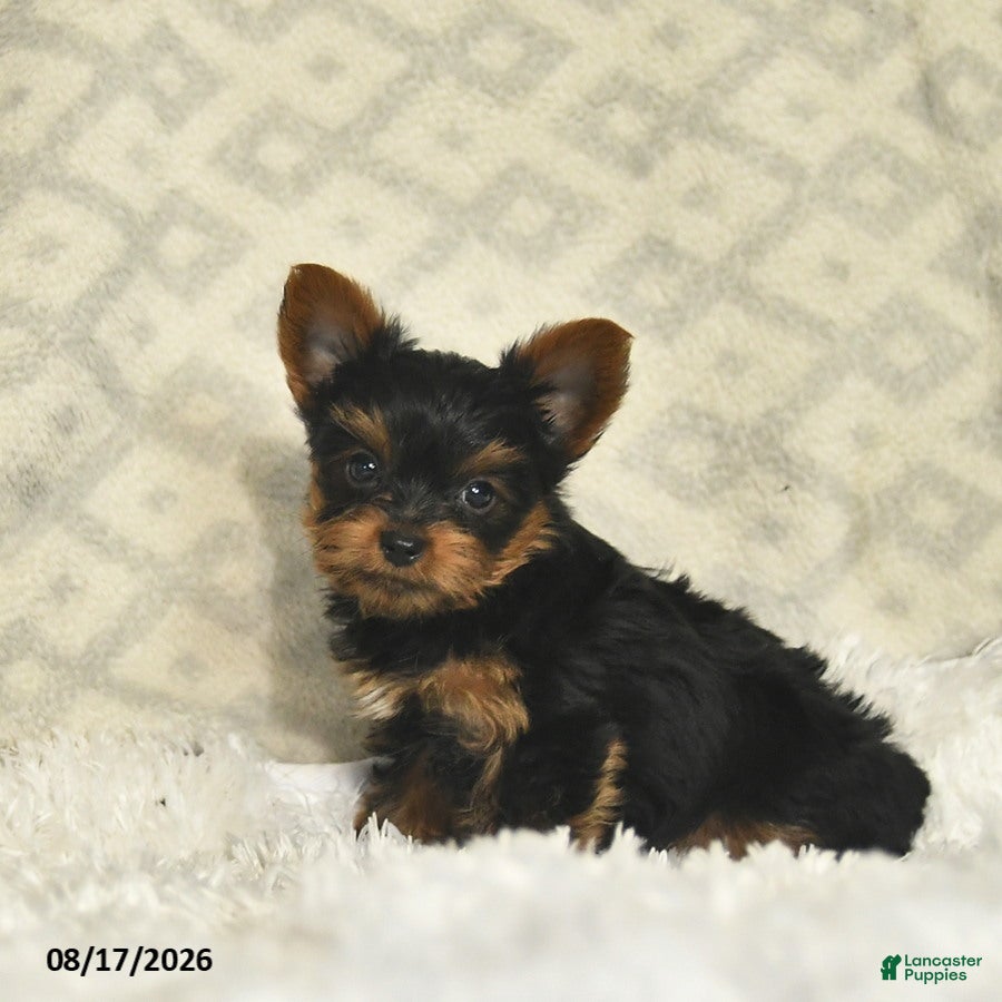 Yorkshire Terrier dogs Luke  - Ad 2