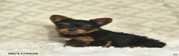 Yorkshire Terrier dogs for sale: Luke  - Ad 2