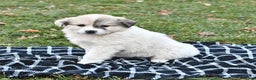 Great Pyrenees dogs for sale: Janie - Ad 9