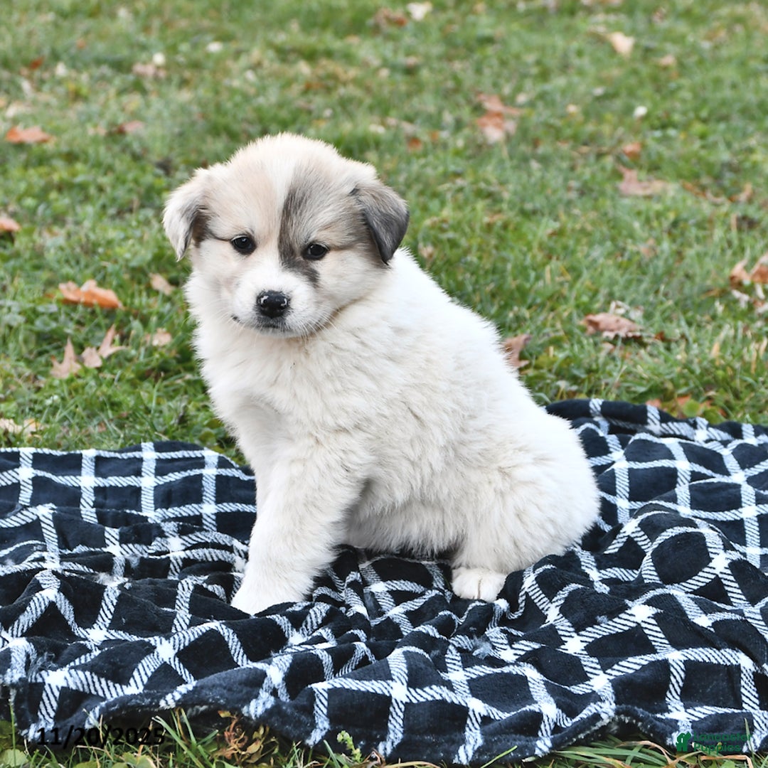 Great Pyrenees dogs for sale: Janie - Ad 9