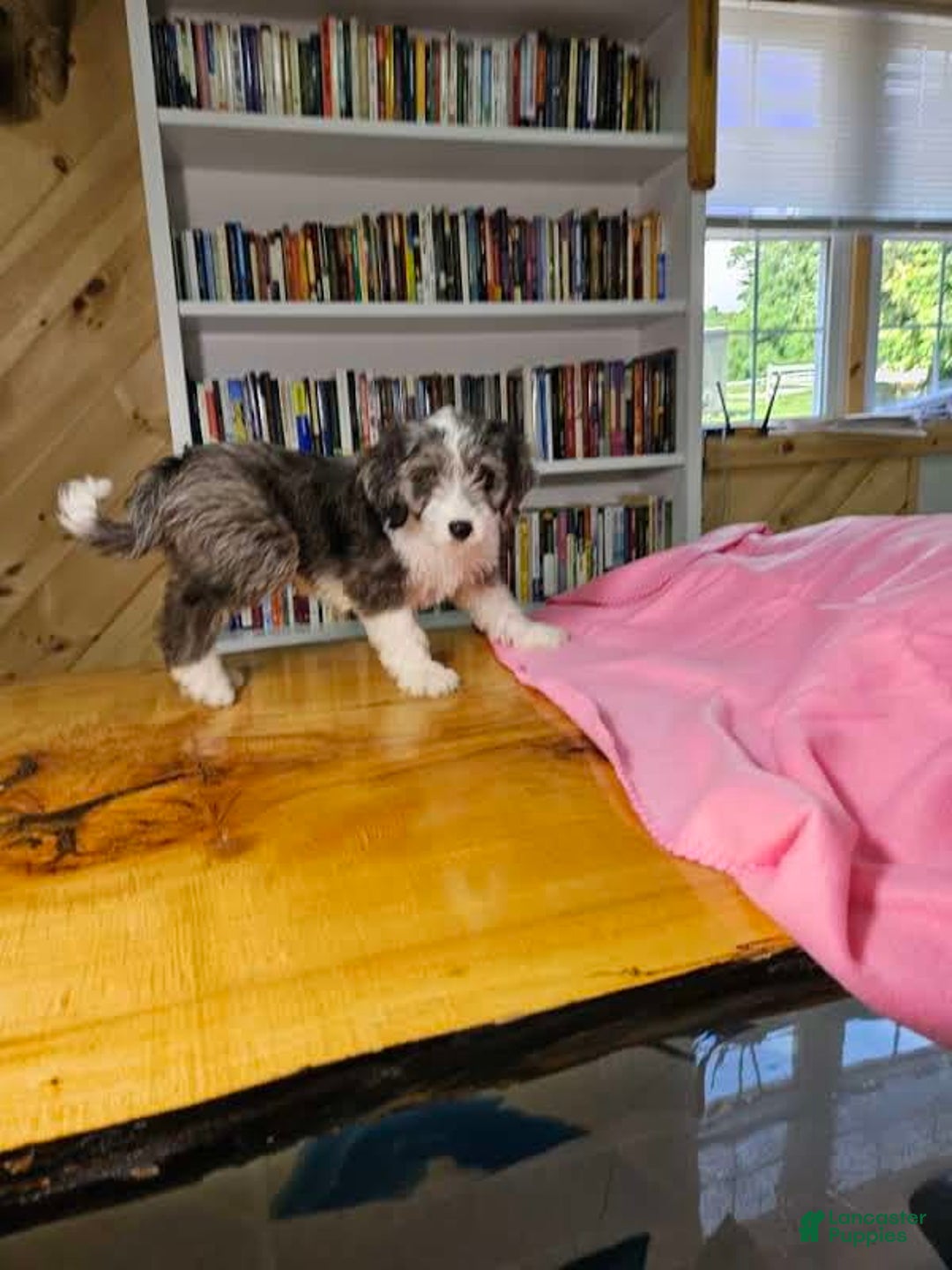 Mixed Breed dogs for sale: Sage - Ad 2