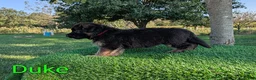 German Shepherd dogs for sale: Duke - Ad 1