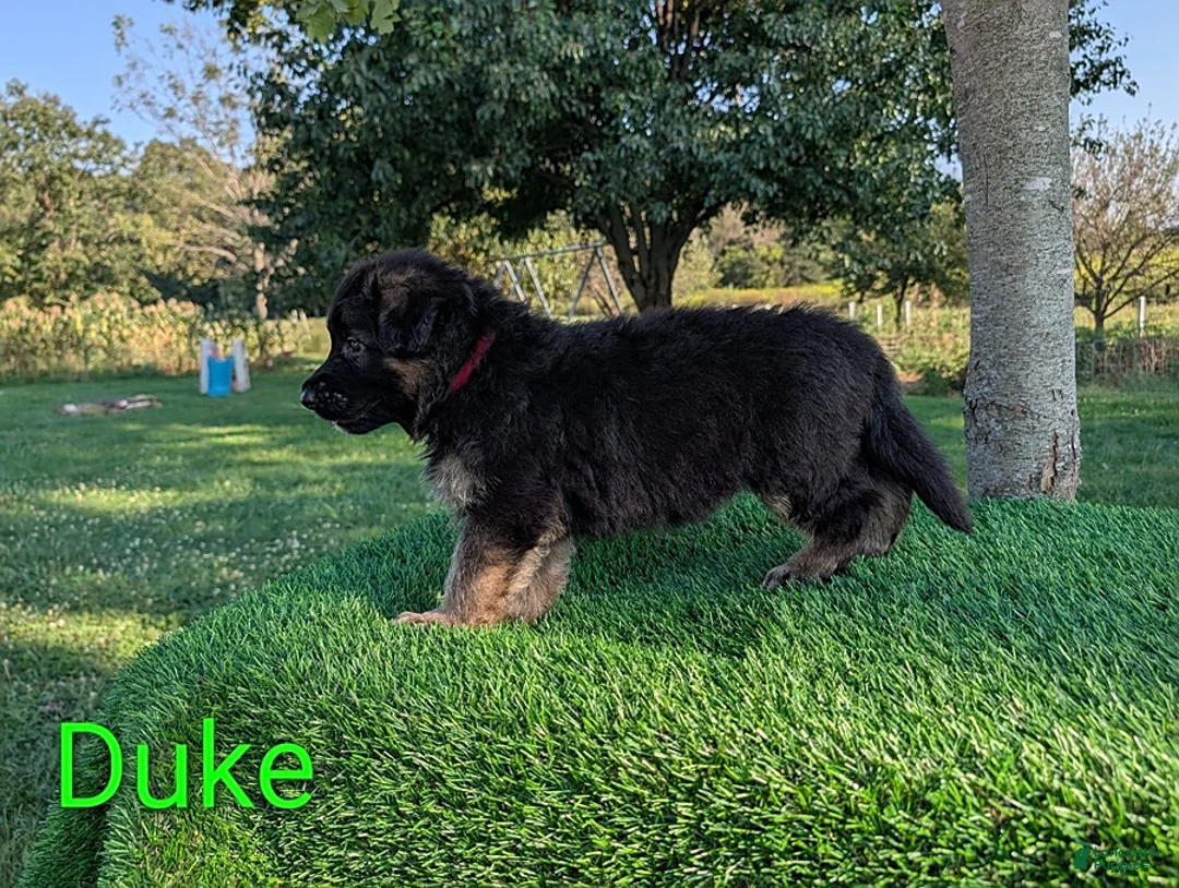 German Shepherd dogs for sale: Duke - Ad 1
