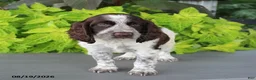 English Springer Spaniel dogs for sale: Mooney - Ad 3