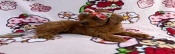 Cavapoo dogs for sale: Bella - Ad 8