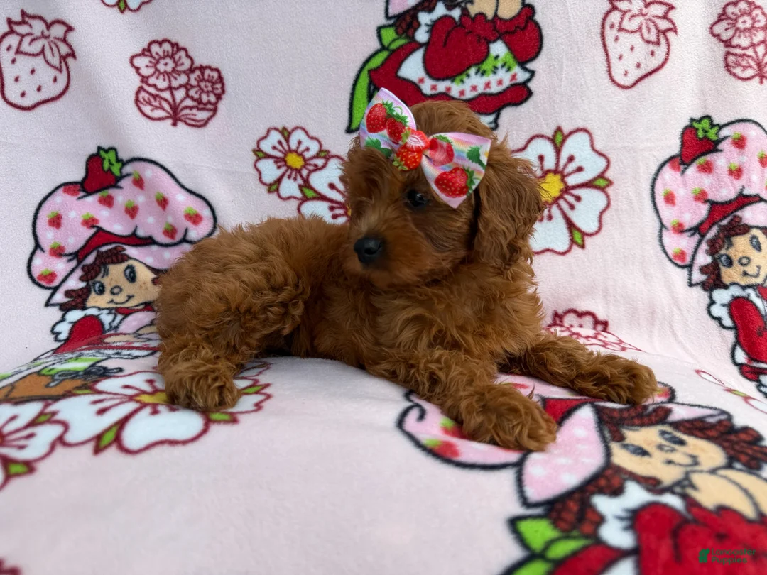 Cavapoo dogs for sale: Bella - Ad 8