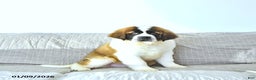 Saint Bernard dogs for sale: Jingle  - Ad 5