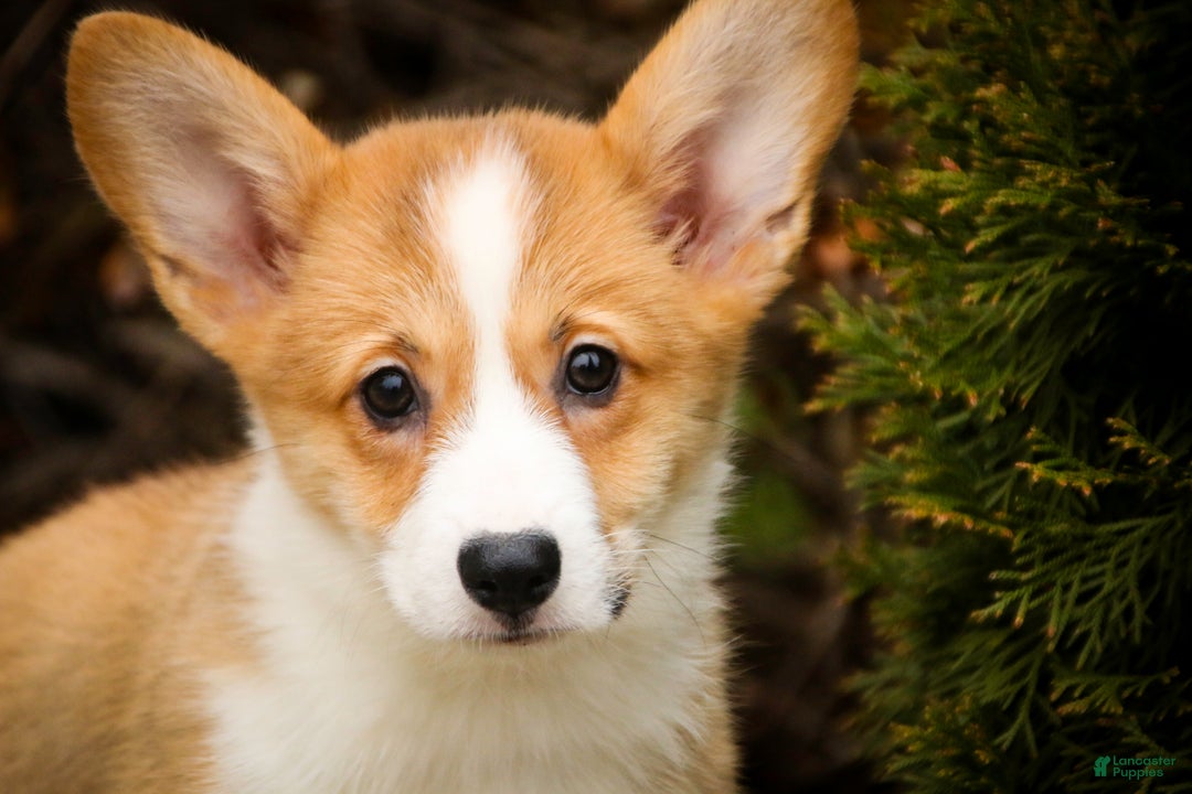 Welsh Corgi Pembroke dogs for sale: Sadie - Ad 3