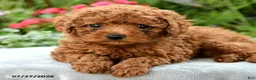 Toy Poodle dogs for sale: Tara - Ad 3