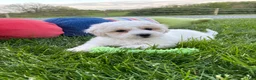 Bichpoo dogs for sale: Poppi - Ad 1