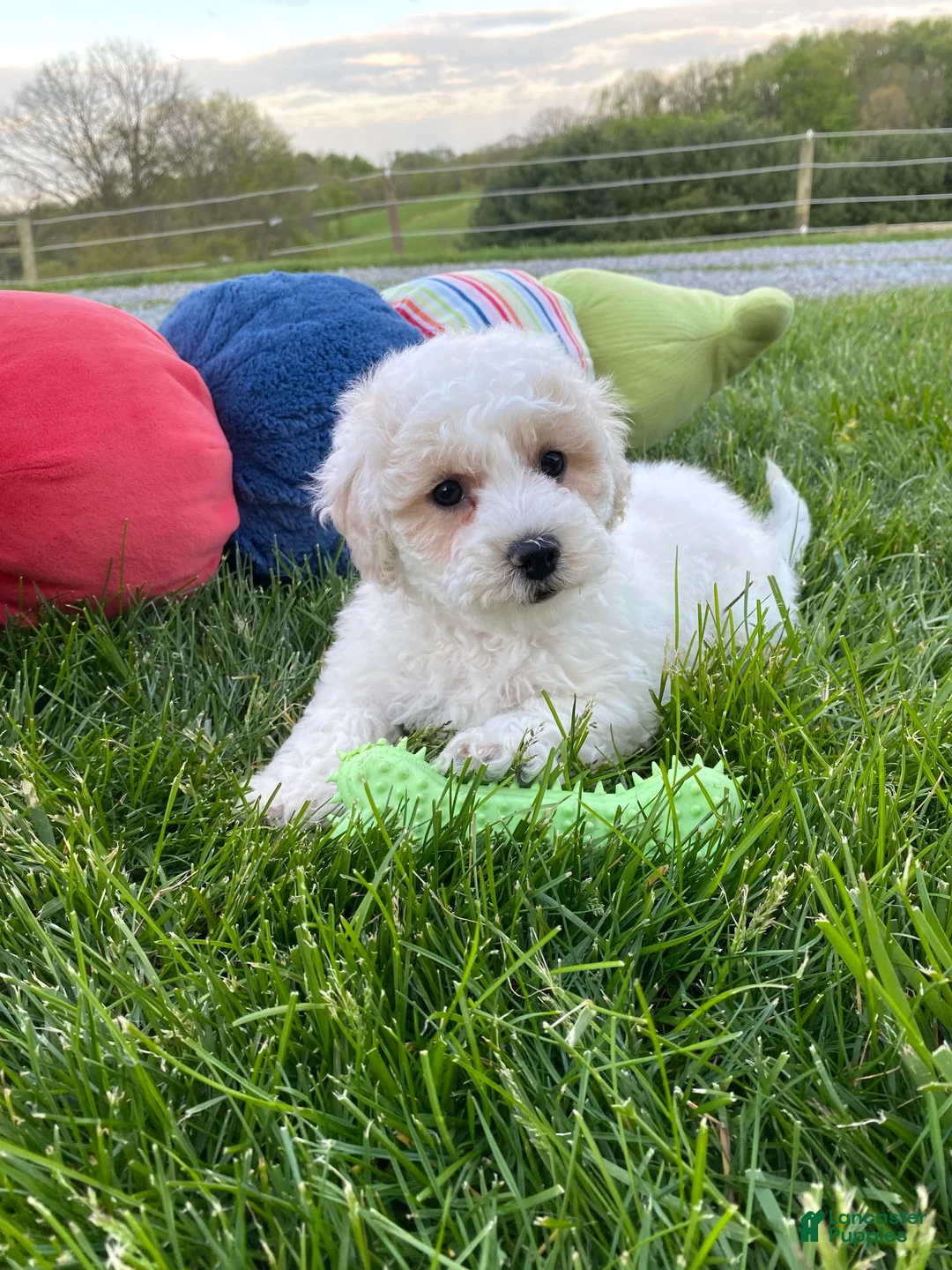 Bichpoo dogs for sale: Poppi - Ad 1