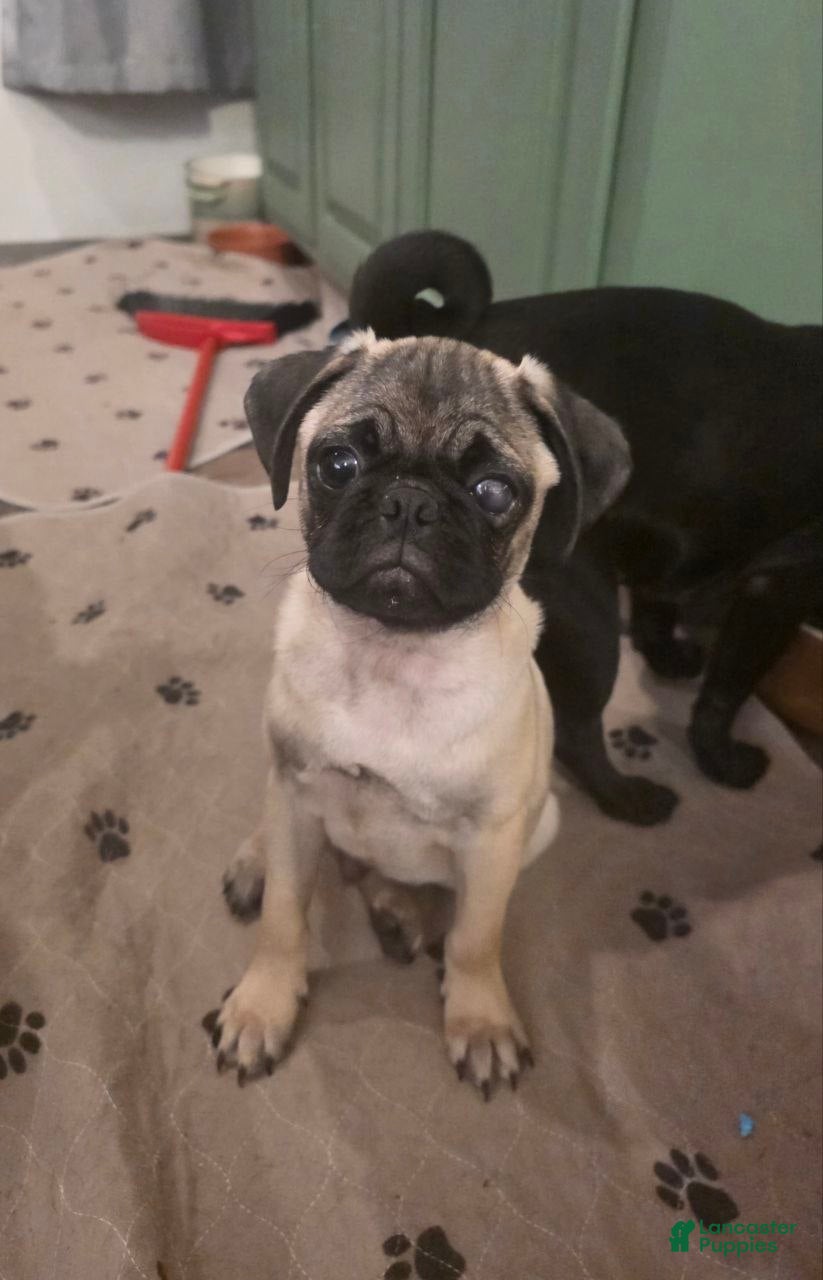Pug dogs Milo  - Ad 1