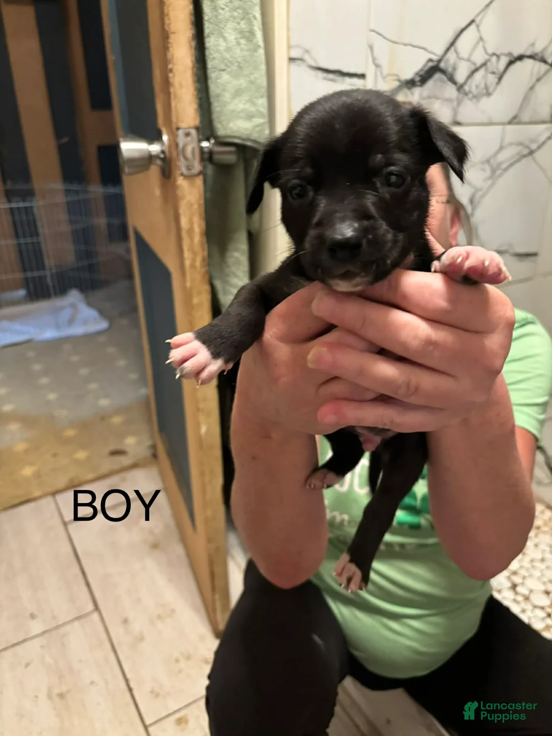 Mixed Breed dogs for sale: Mixed Breed Puppy 5 - Ad 1
