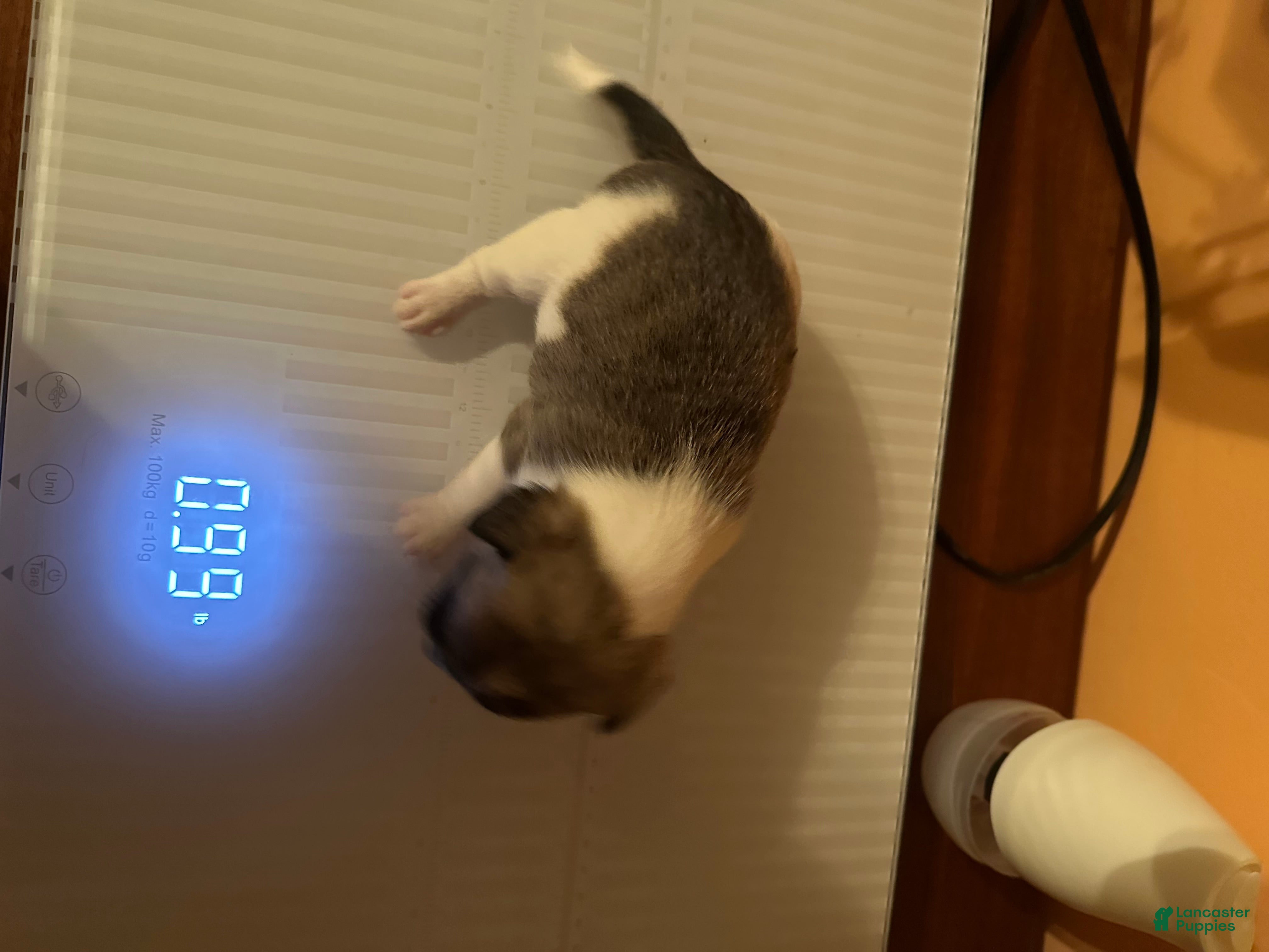 Chihuahua dogs Chihuahua Puppy 1 - Ad 2