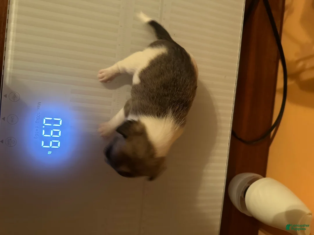 Chihuahua dogs for sale: Chihuahua Puppy 1 - Ad 2