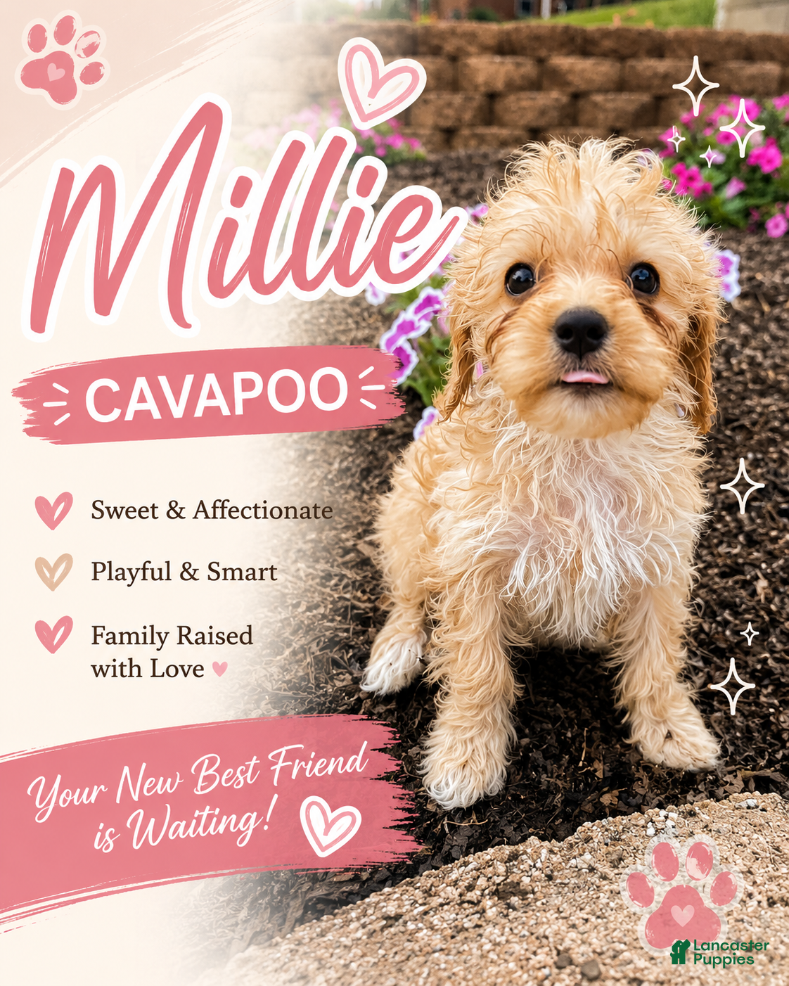 Cavapoo dogs Millie - Ad 1