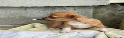 Chihuahua dogs for sale: Rover - Ad 12