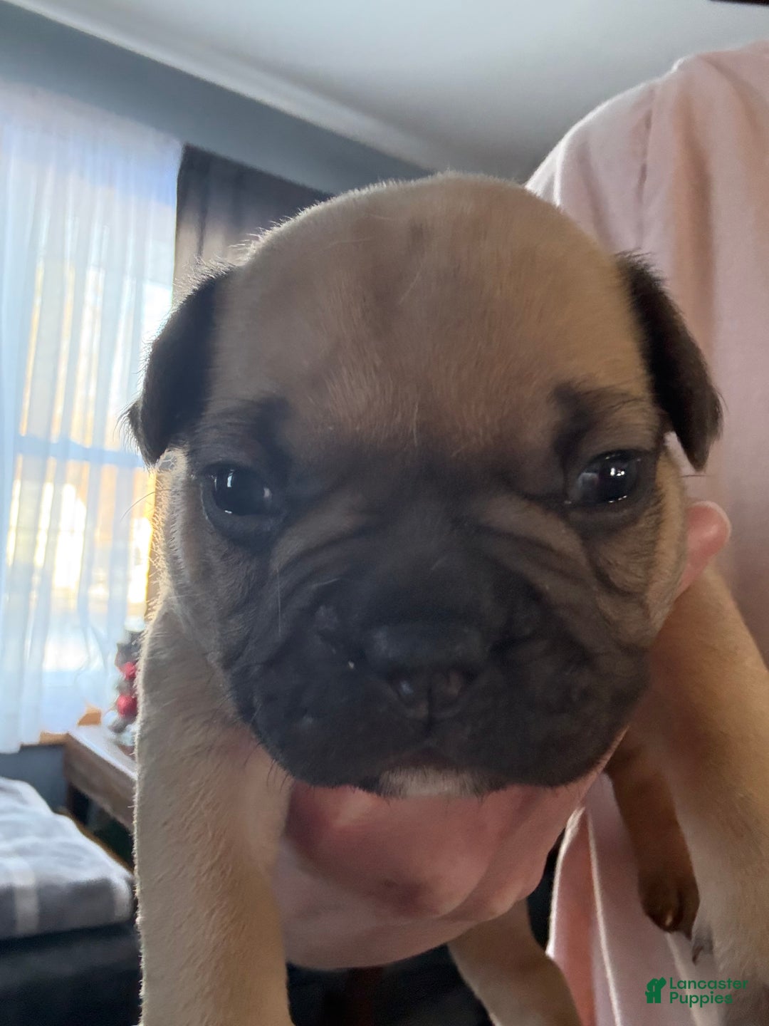 French Bulldog dogs for sale: French Bulldog Puppy 1 - Ad 2
