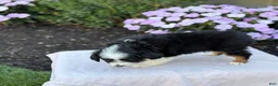 Miniature Australian Shepherd dogs for sale: Apple - Ad 14