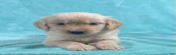 Golden Retriever dogs for sale: Rosco 8244 - Ad 4