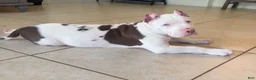American Bully dogs for sale: American Bully 1 - Ad 4