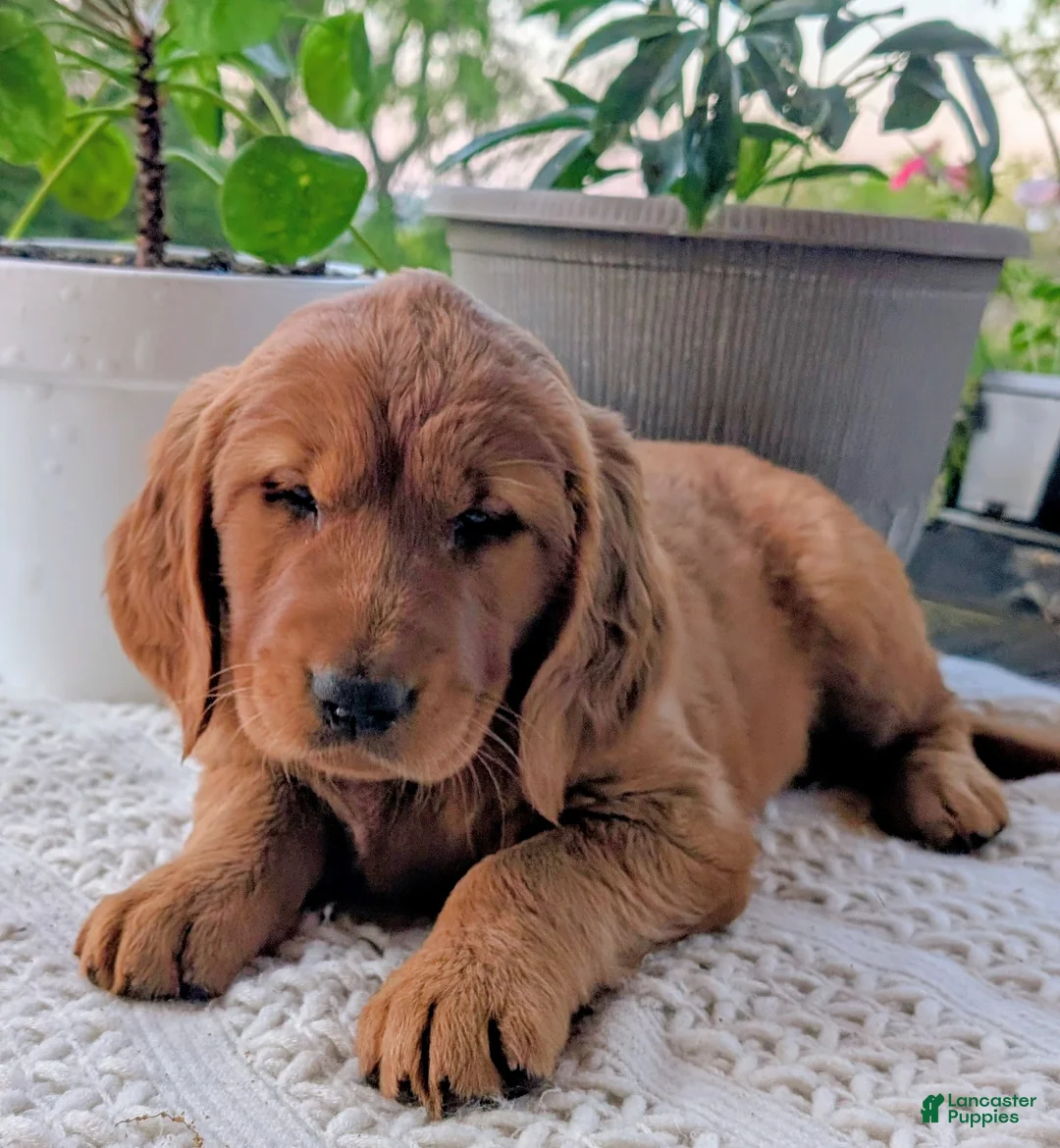 Golden Retriever dogs for sale: Theo - Ad 2