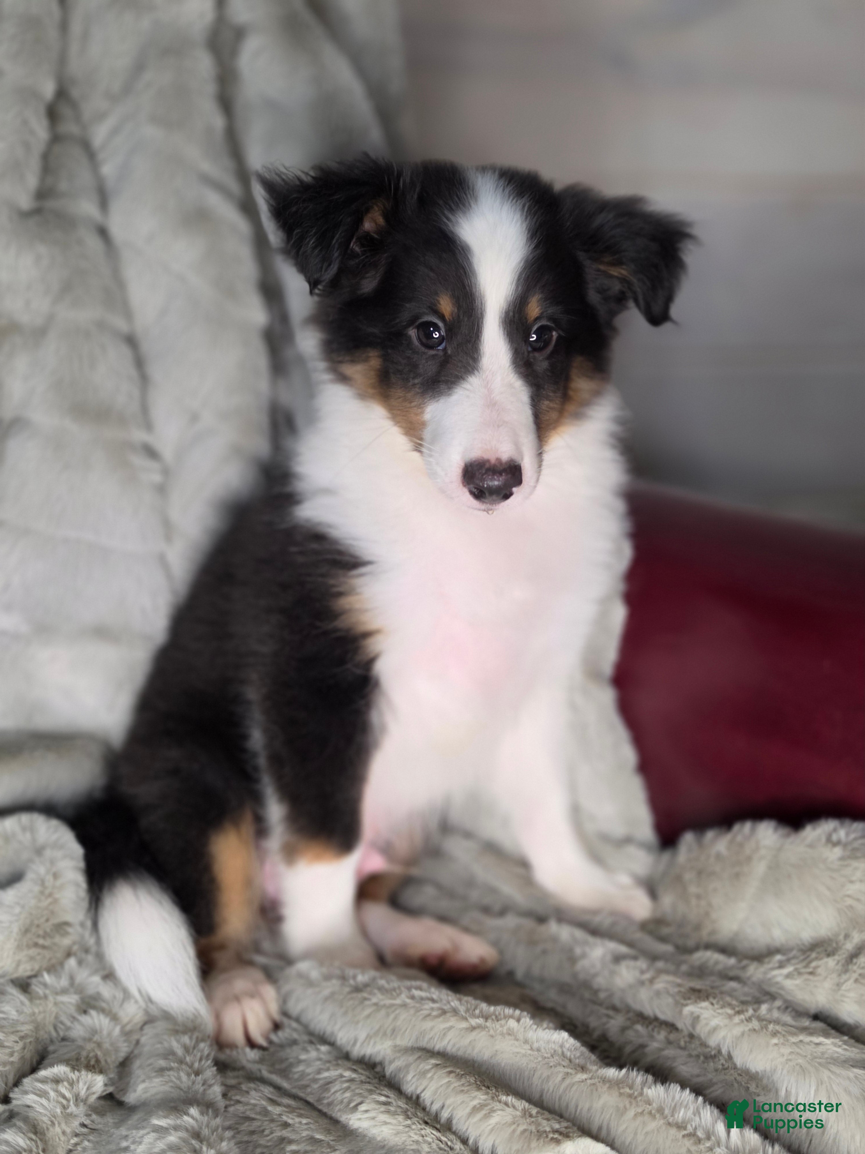 Shetland Sheepdog dogs Tiffin - Ad 25