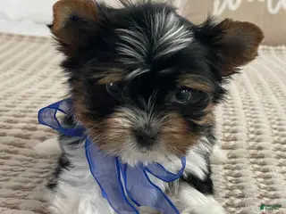 Biewer Terrier dogs Milo - Ad 9